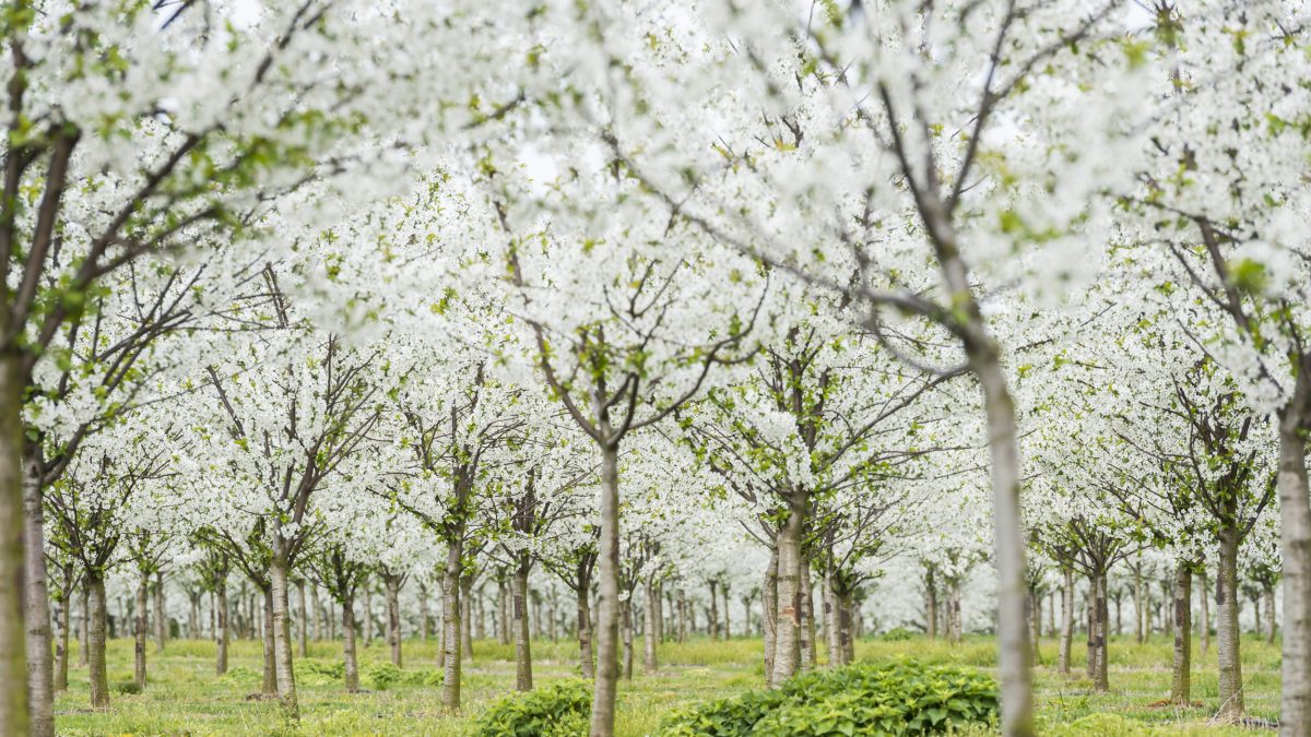 Witte bloesemboomgaard Limburg